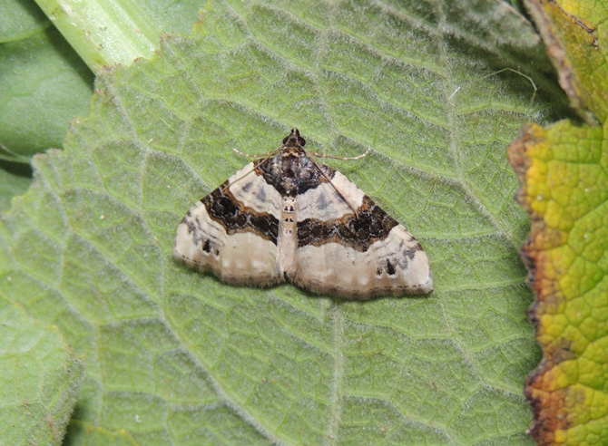 Cosmorhoe ocellata Geometridae